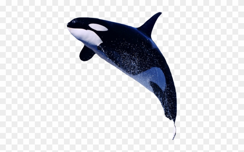 Killer Whale Png Transparent Images - Orca Whale Transparent Background Clipart