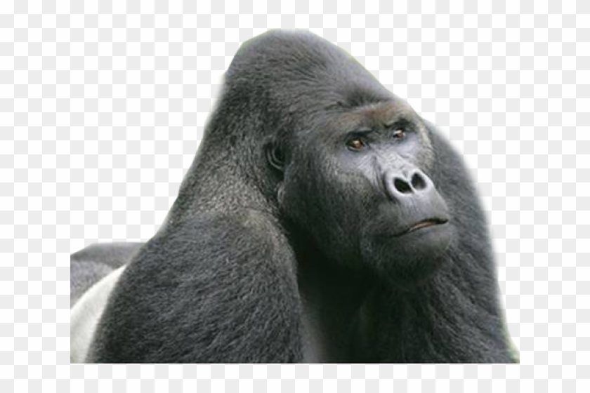 Eastern Lowland Gorilla Clipart #3257711