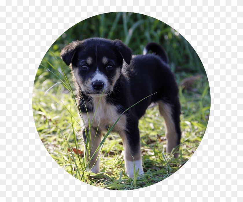 Puppy Classes - Radioactive Puppies Of Chernobyl Clipart