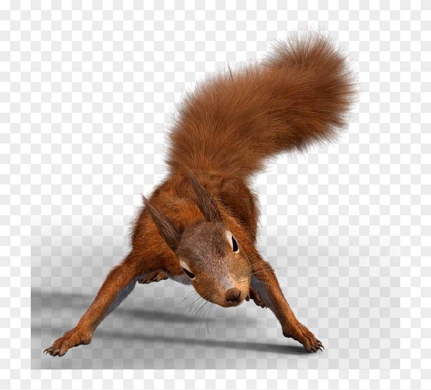 Squirrel, Wild Animal, Animal World, Nager, Creature - Eichhörnchen Transparent Clipart