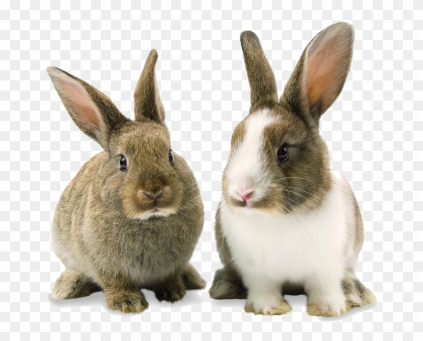 Rabbit Bunny Png Background Image - Transparent Background Bunnies Png Clipart #3258510