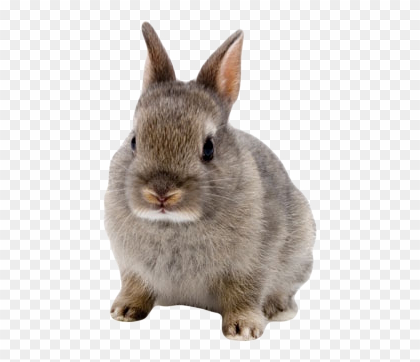 Rabbit Png Free Download - Bunny With Transparent Background Clipart #3258517