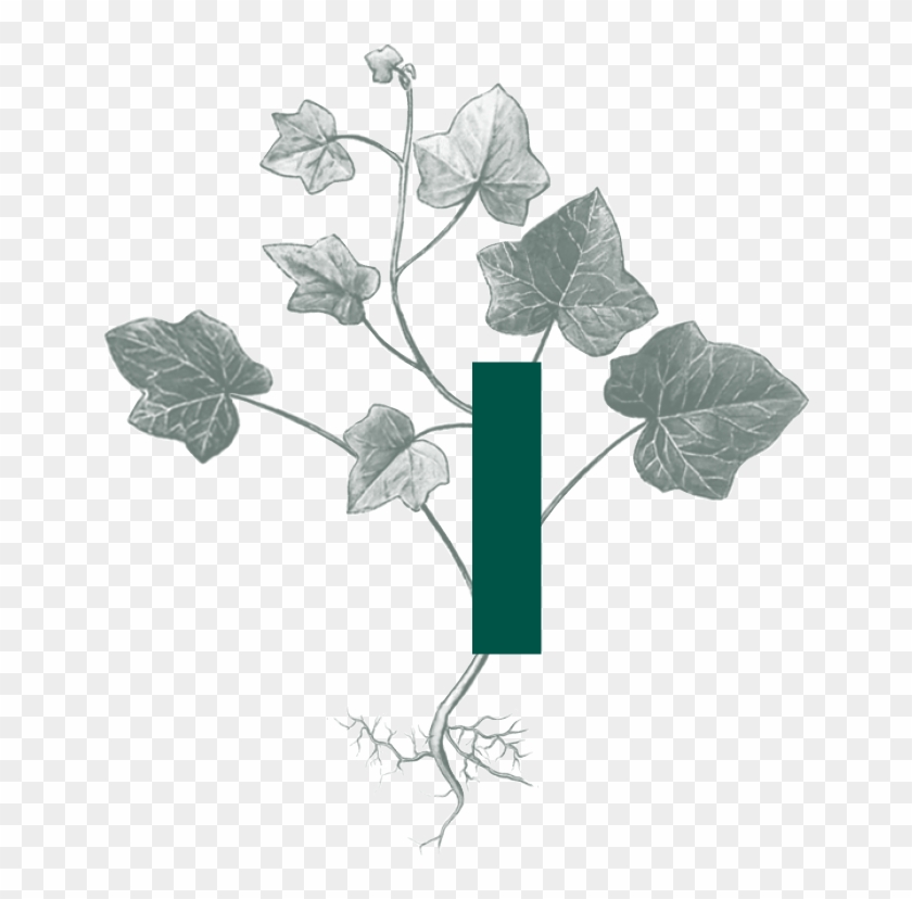 Ivy Paysagiste Ivy Paysagiste - Buttercup Clipart