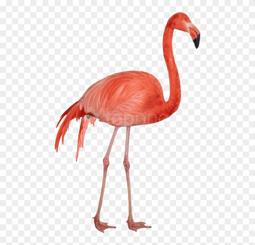 Free Png Download Flamingo Png Images Background Png - Flamingo Transparent Background Png Clipart