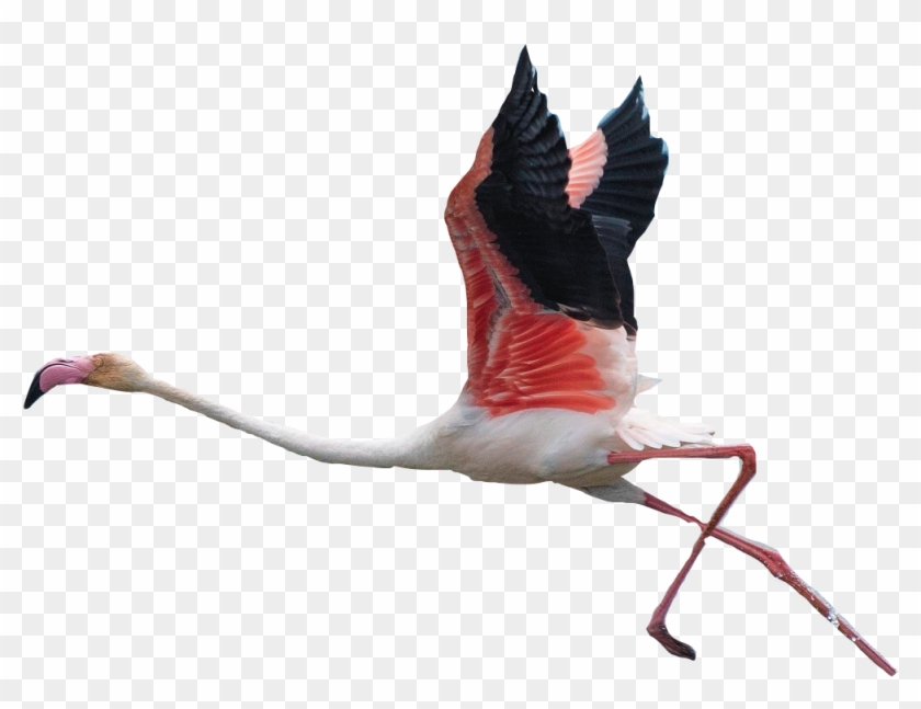 Flamingo Clipart Flying - Pink Flamingo Flying Png Transparent Png #3261131
