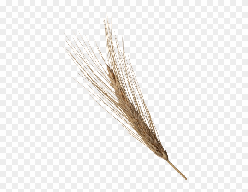 Wheat Head - White Pine Clipart #3261680