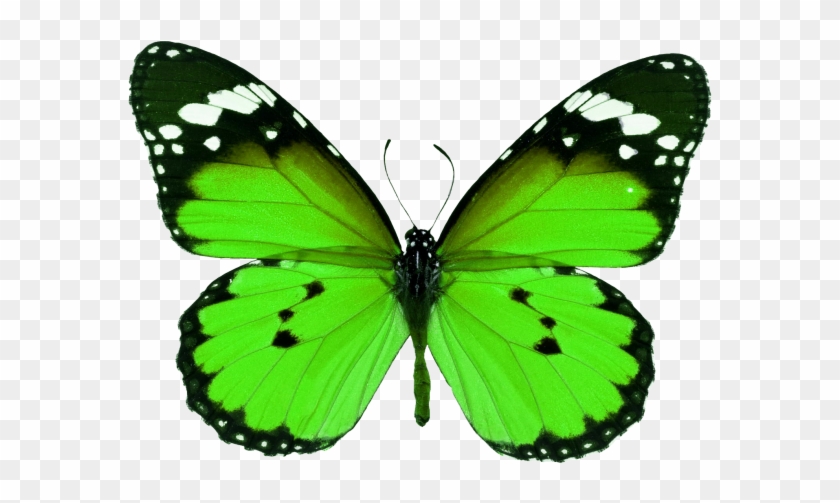 Butterfly - Asas De Borboleta Monarca Clipart