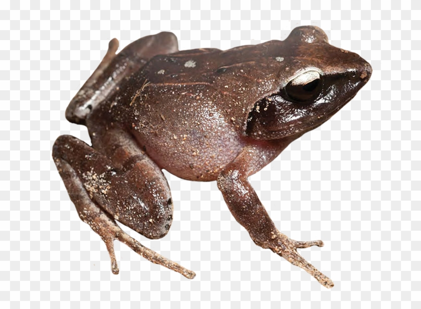 Royalty Free Library Clip Art Brown Coqui - Black Frog No Background - Png Download #3261895