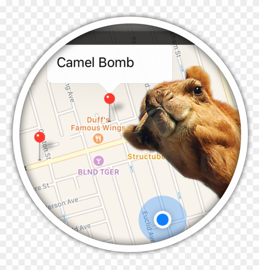 Pokemon Go Style Scavenger Hunts - Eurasian Red Squirrel Clipart