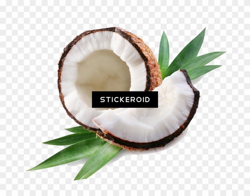 Coconuts Vector Broken - Coconut Clipart