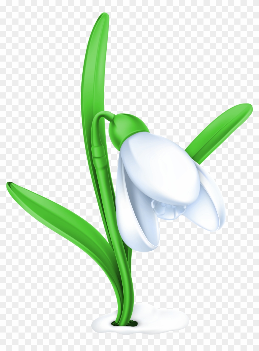 Spring Png - Snowdrop Clipart Transparent Png #3262572