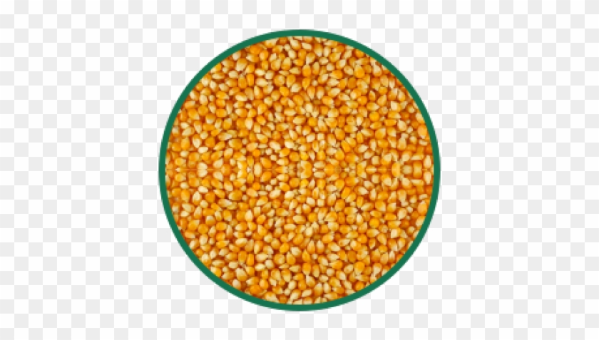 Corn Png Transparent Images - Seeds Of Corn Clipart #3262826