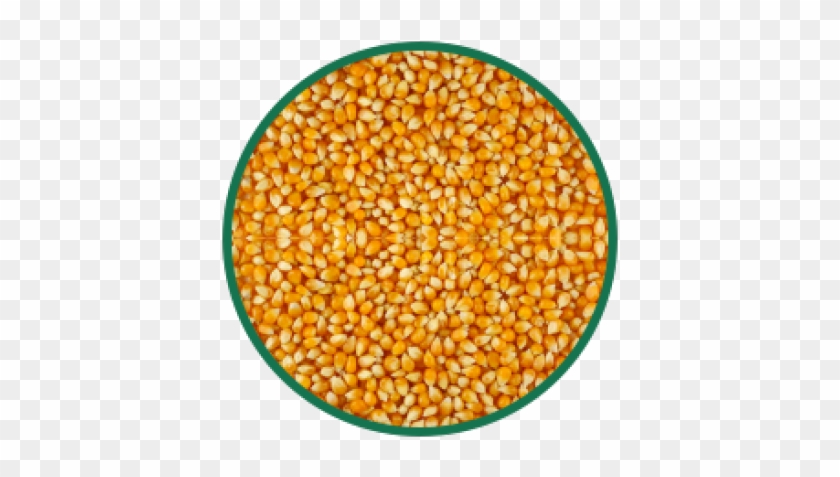 Corn Png Transparent Images - Seeds Of Corn Clipart