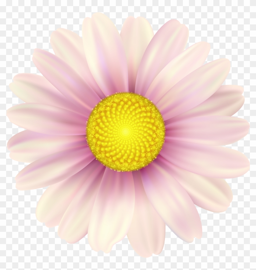 Pink Daisy Clip Art Image - Daisy - Png Download