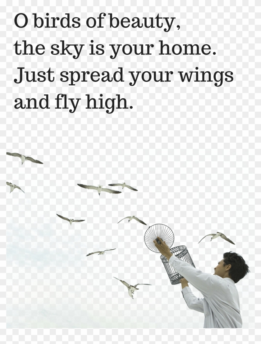 Ocean Birds Transparent Images Png - Beautiful Quotes On Birds Clipart