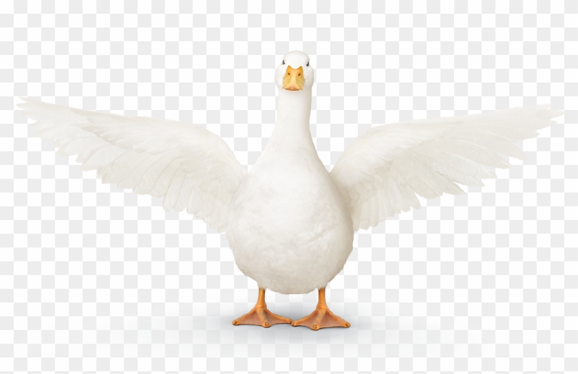 Aflac Duck Png - Goose Clipart
