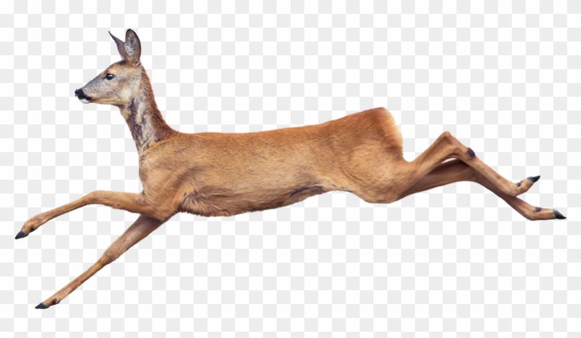 Deer Png Image - Hunting Clipart #3265094