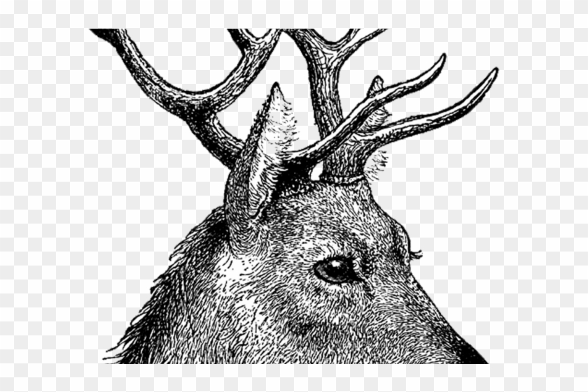Transparent Background Deer Head Clipart Black And White.