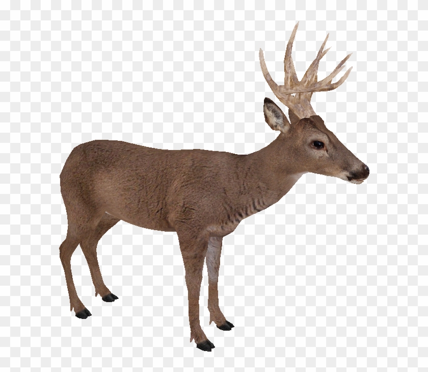 White Tailed Deer Png - White Tailed Deer Transparent Clipart #3265145
