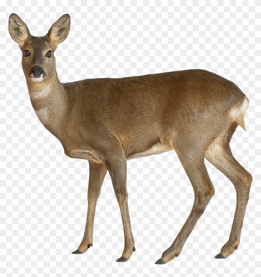 Deer Png Image - Chevreuil Fond Blanc Clipart