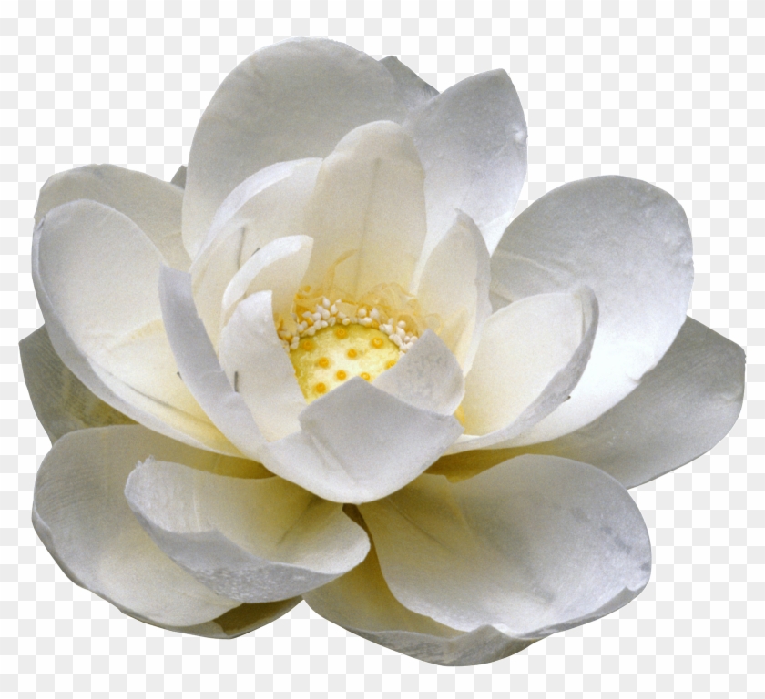 Ramos De Rosas Blancas En Png - Цветок Пнг Clipart