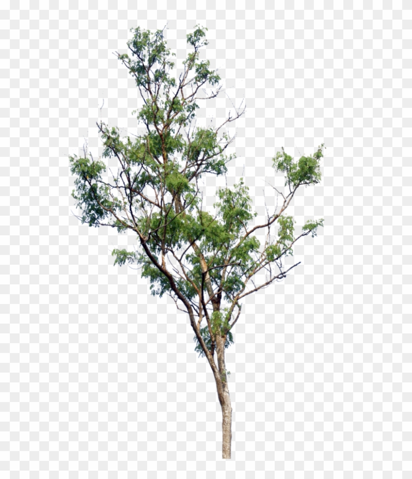 Little Tree Png Clipart