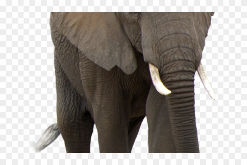 Elephant Png Transparent Images - Transparent Background Png Elephant Clipart #3267269