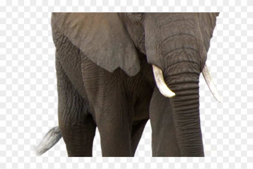 Elephant Png Transparent Images - Transparent Background Png Elephant Clipart