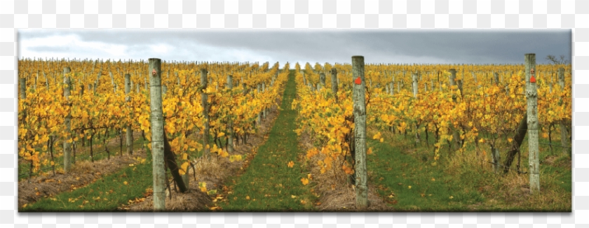 De-vine - Field Clipart #3267651