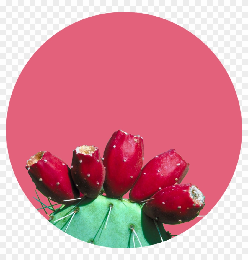 Cactus - Tulip Clipart