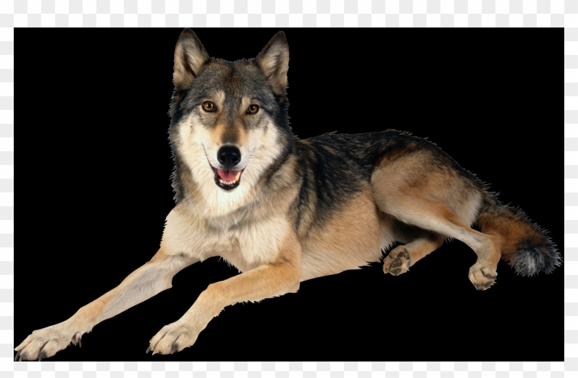 Big Dog Is Laying Down Clipart #3271020