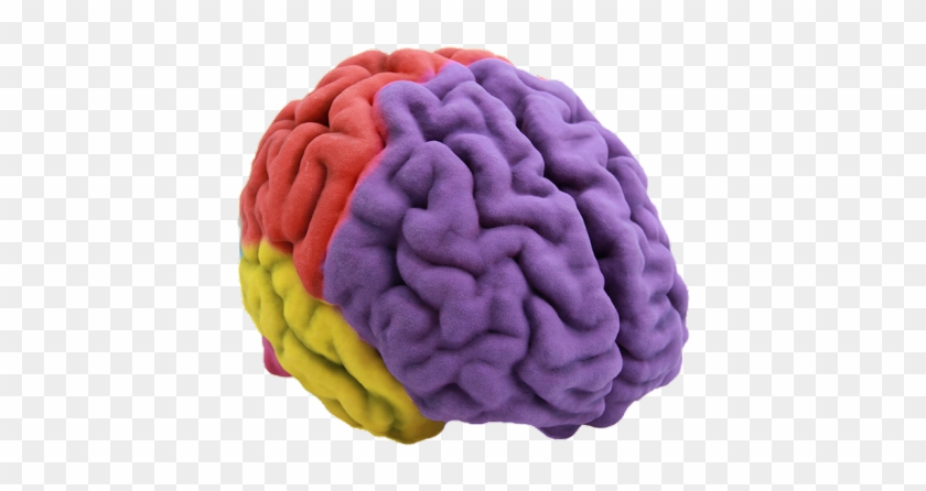 Transparent Brain Model - Brain 3d Png Clipart #3271846