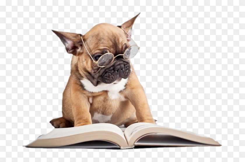 Recent Articles By Dr - French Bulldog Reading A Book Clipart