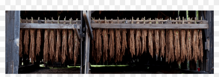 Cropped 1800×720 Tobacco Barn Open With Tobacco Suffield - Fence Clipart
