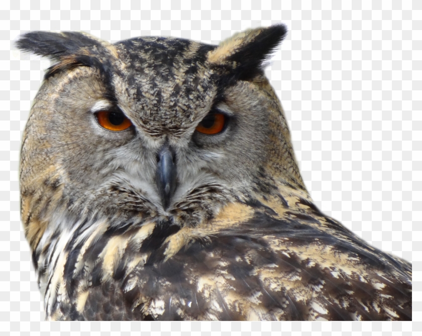 Great Horned Owl Png Clipart #3273161