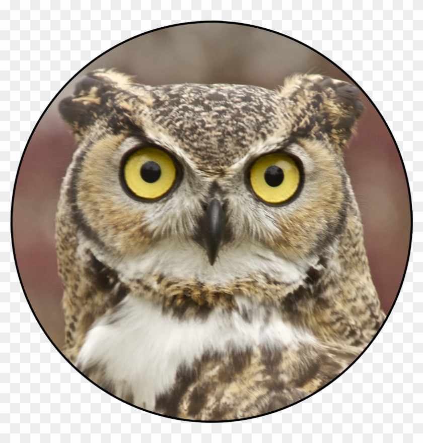 Stay Abreast Of Audubon - Nikumaroro Island Clipart