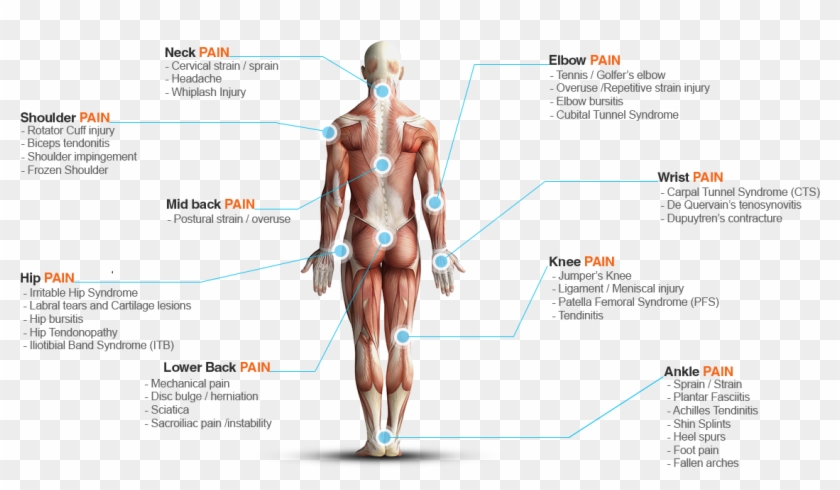 Conditions We Treat - Human Muscular System Png Clipart #3276660