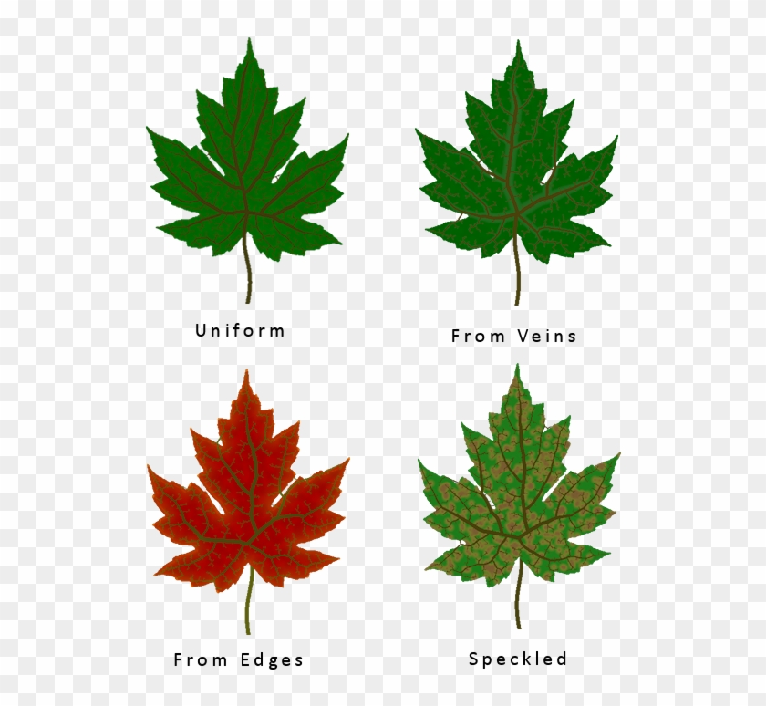 Different Leaf Texture Types - Leaves With Different Texture Clipart #3281012