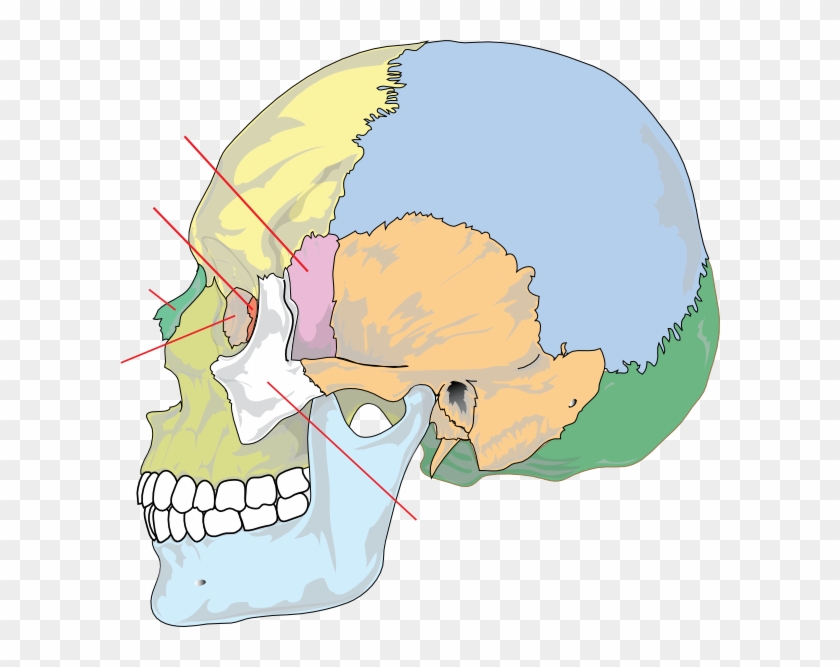 Different Parts Of Head Clipart #3281213
