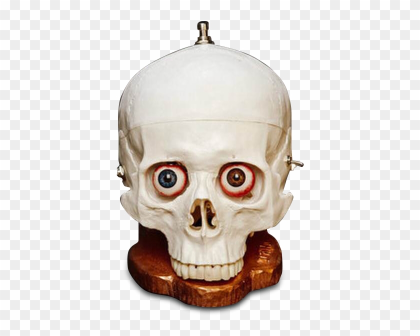 Skullfuzz - Dr No Effects Skull Clipart #3281330