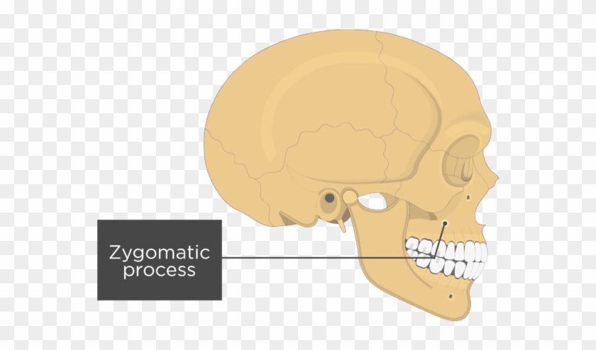 Lateral View Of The Skull Showing The Zygomatic Process - Skull Clipart