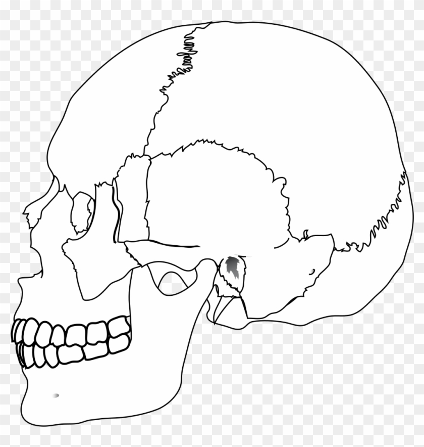 Human Skull Nocolors - Line Art Clipart
