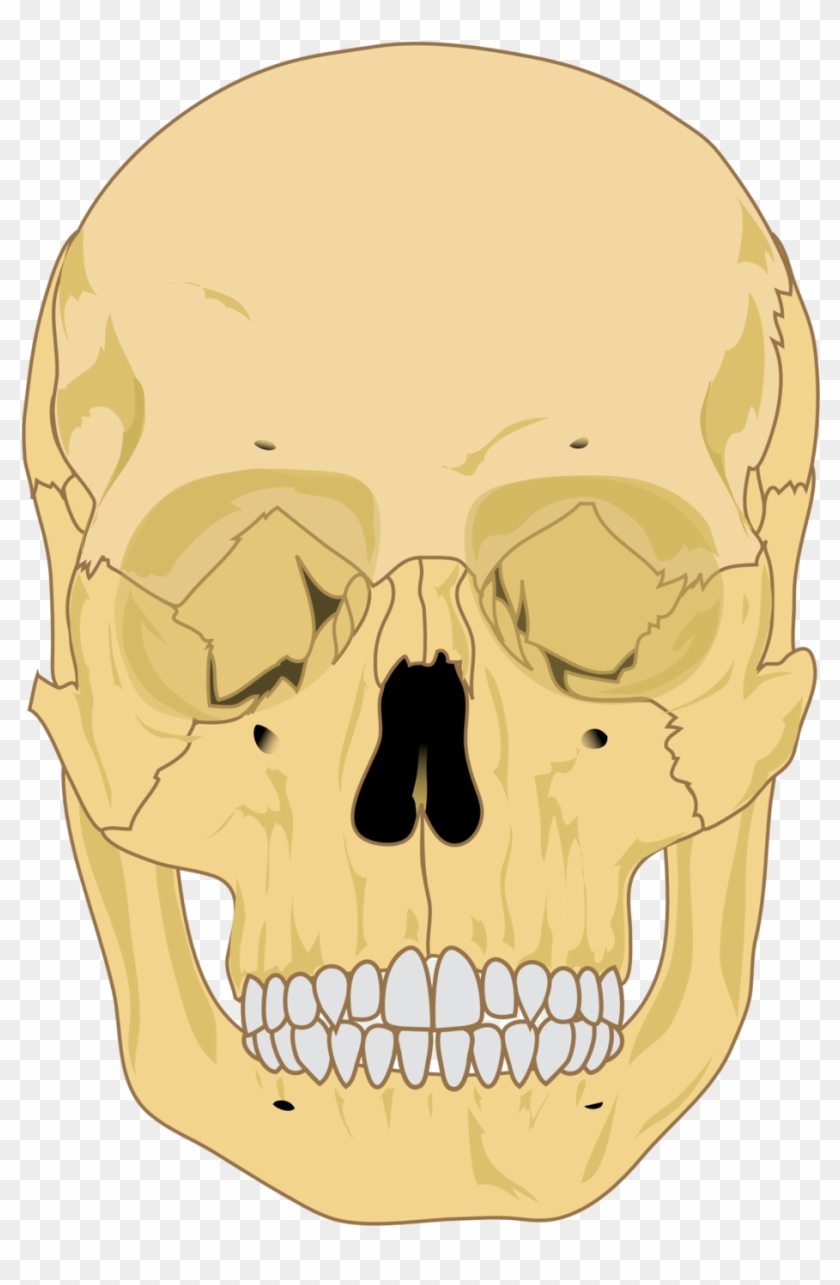 Illustration Of A Skull - Human Skull Diagram Clipart #3281426