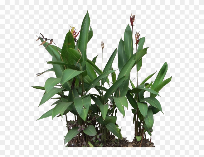 Heliconia Psittacorum Png , Png Download - Heliconia Png Clipart #3282007