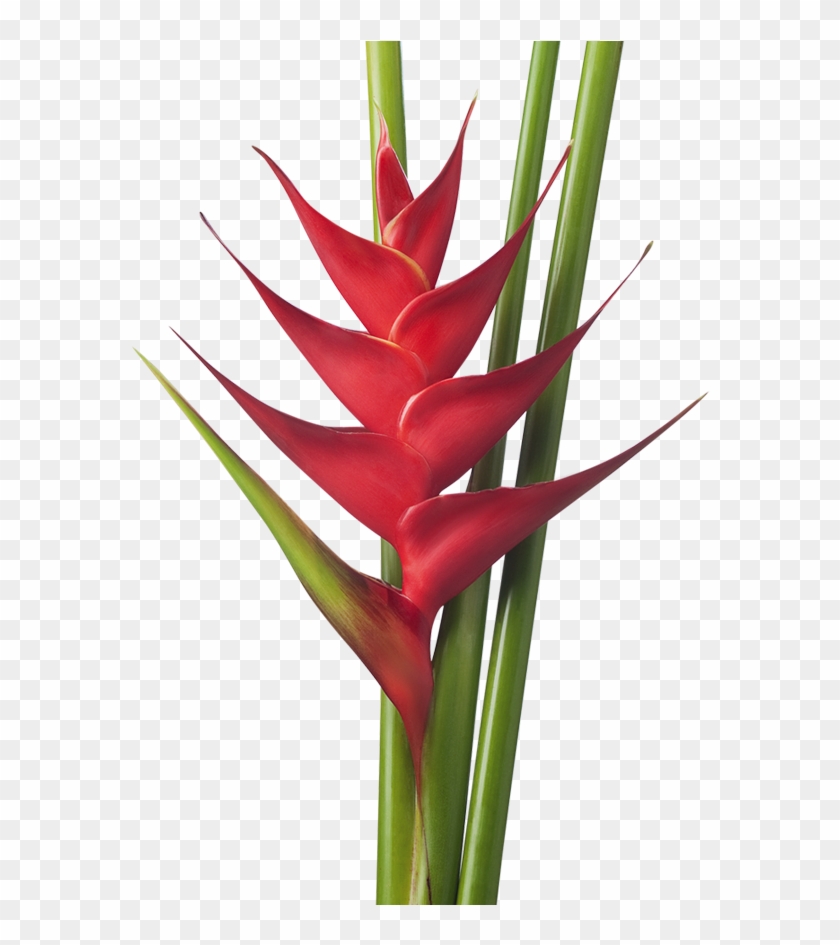 Dibujos De Flores Heliconias Clipart