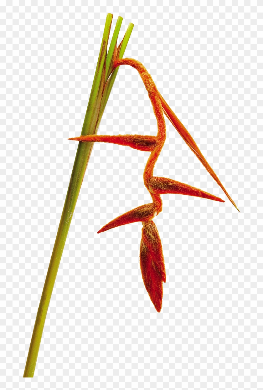 Tropical Flowers - Heliconia Clipart