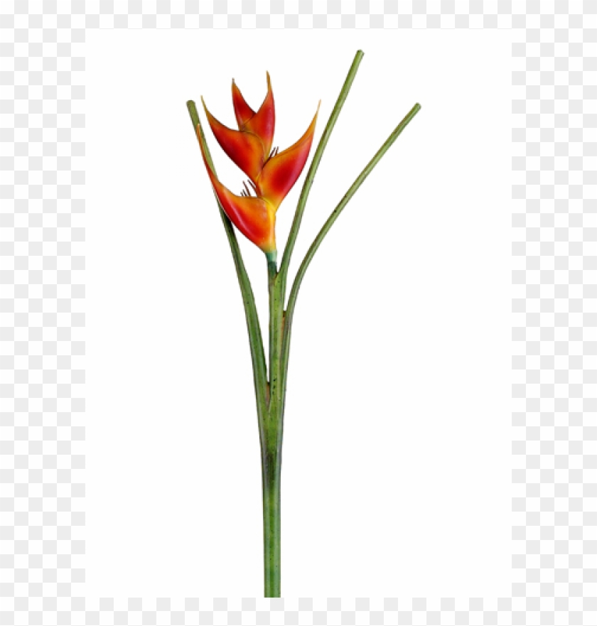 42" Heliconia Spray Flame - Heliconia Clipart #3282262