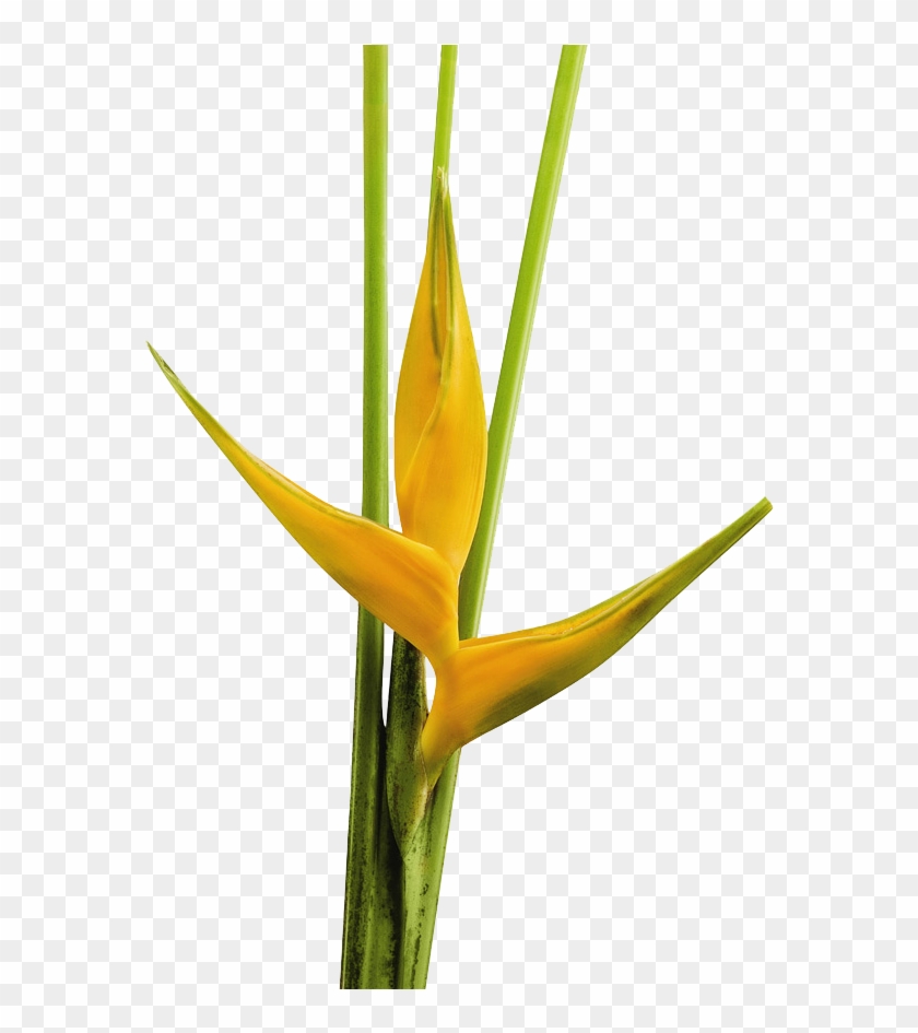 Heliconia Clipart