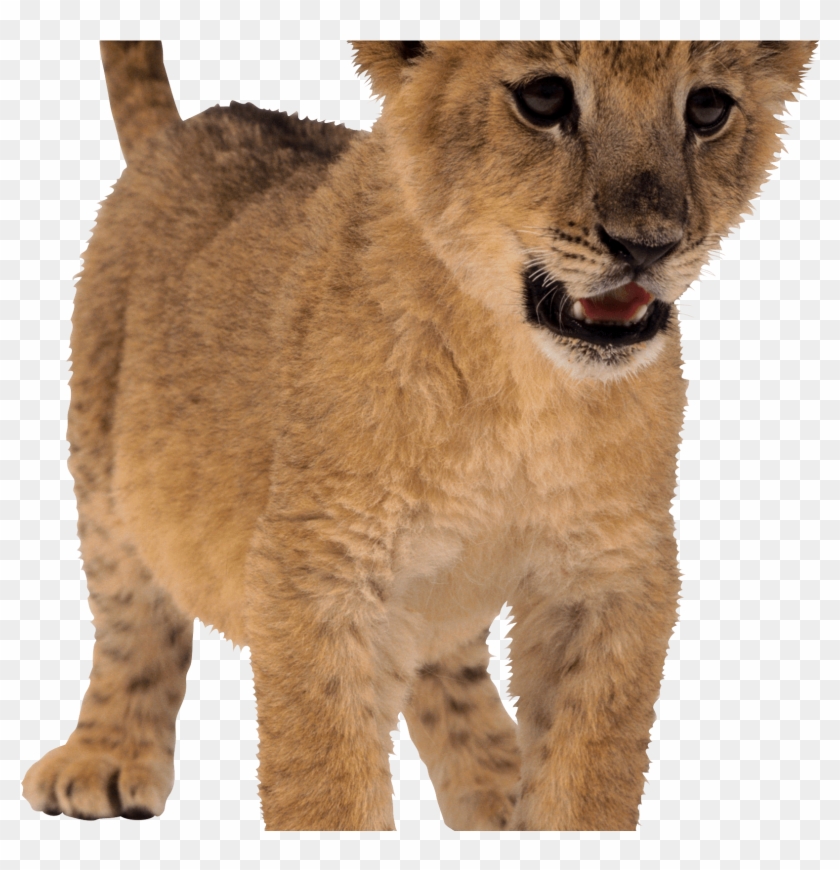 Baby Lion Png - Lion Png Small Clipart