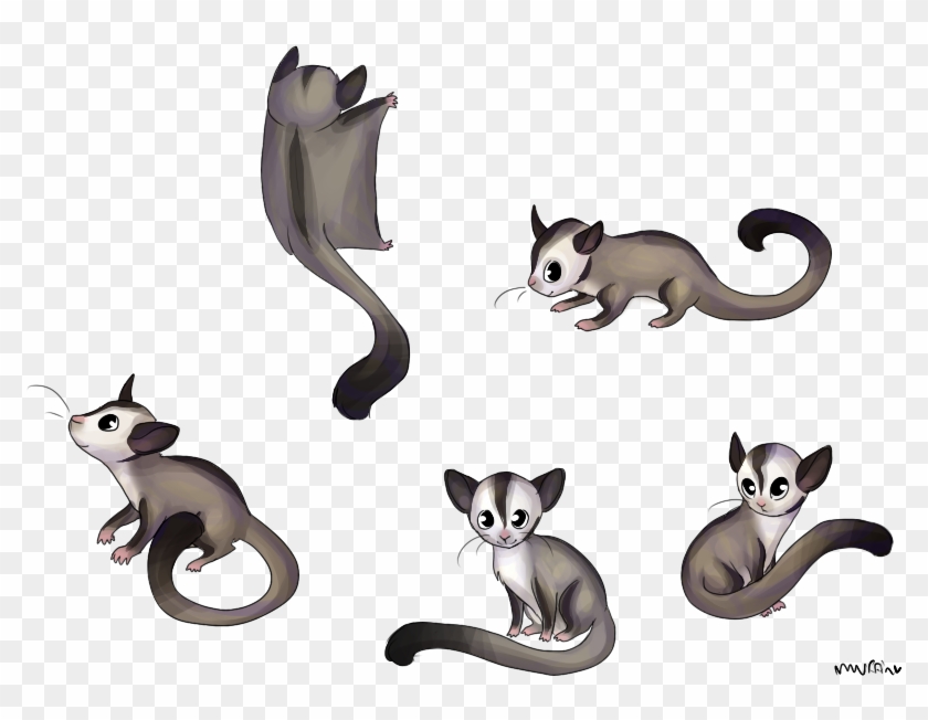 Possum Clipart Sugar Glider - Sugar Glider Drawings - Png Download